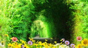 翠绿色竹林蝴蝶飞舞flash动画